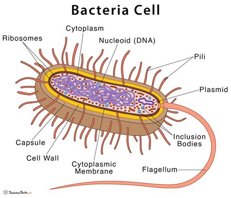 bacteria 2+意思